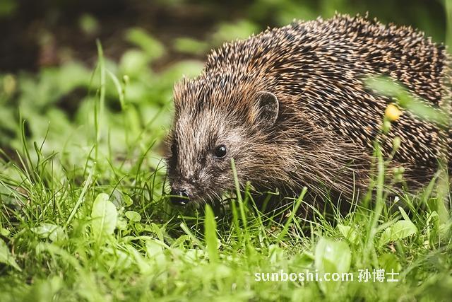 刺猬刺的功效與作用