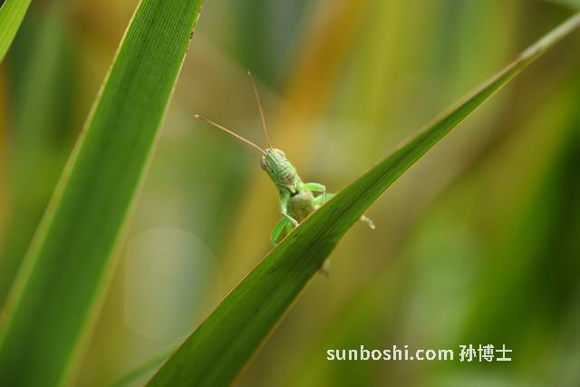 螞蚱草的功效與作用-螞蚱草藥的功效與作用-山螞蚱草的功效與作用
