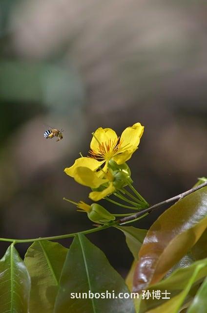 杏芎氯化鈉作用與功效