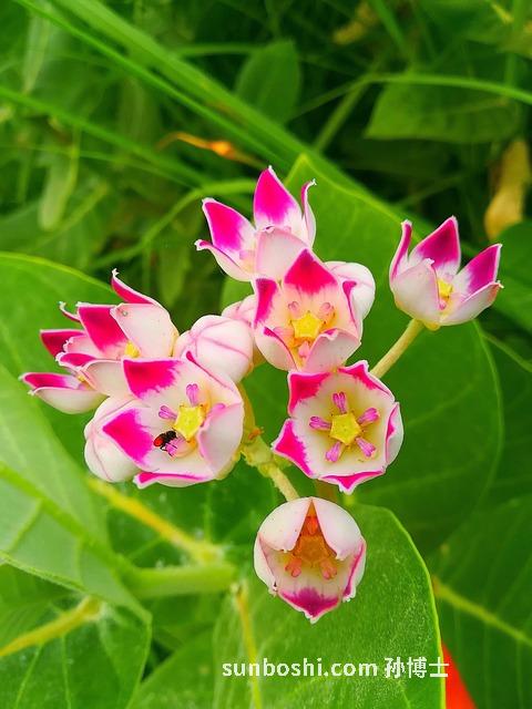 燕麥芽的功效與作用