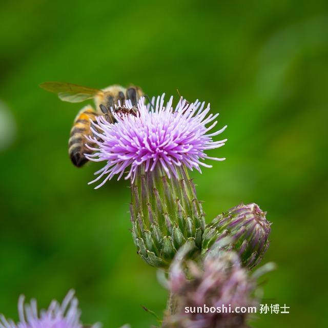 野花蜜的作用與功效