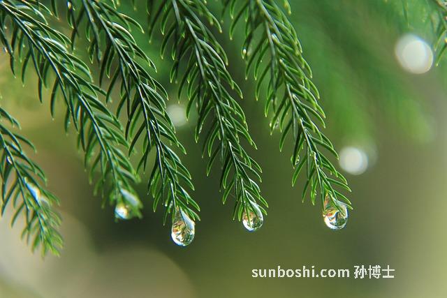 刺松的功效與作用