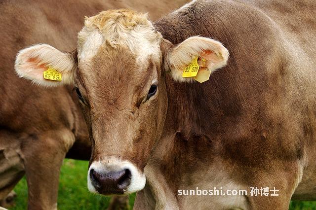 牛頭草的功效與作用