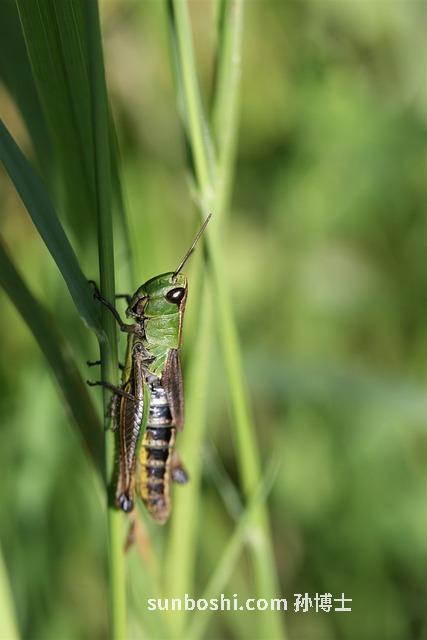干草片的功效與作用-復方干草片的功效與作用-中藥干草片功效與作用圖片