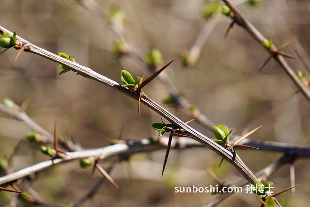 沙棘醋的功效與作用