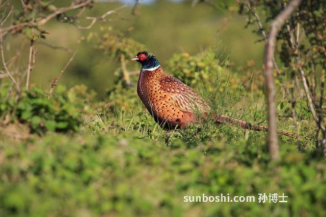 寧蒙的功效與作用-寧蒙茶的作用與功效