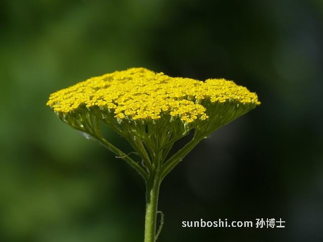 中黃草的功效與作用