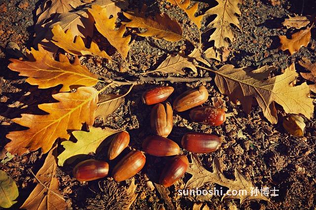 金棕琥珀功效與作用