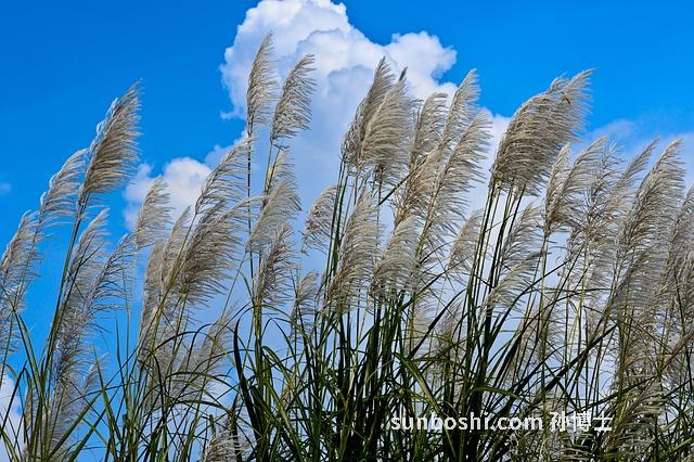芒蟲的功效與作用-中藥芒蟲功效與作用