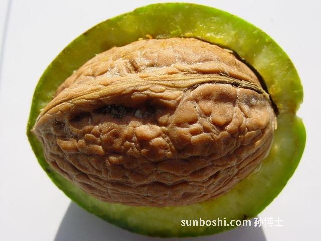 核桃核的功效與作用-核桃的功效與作用核桃-核桃核油的作用與功效