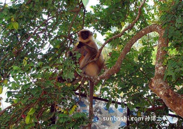野生楊桃的功效與作用-野生楊桃根的功效與作用