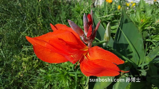 紅葛根的功效與作用-泰國紅葛根的功效與作用-紅葛根泡水作用與功效圖片