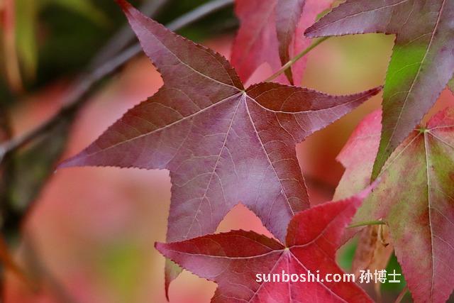 蘇葉梗的功效與作用