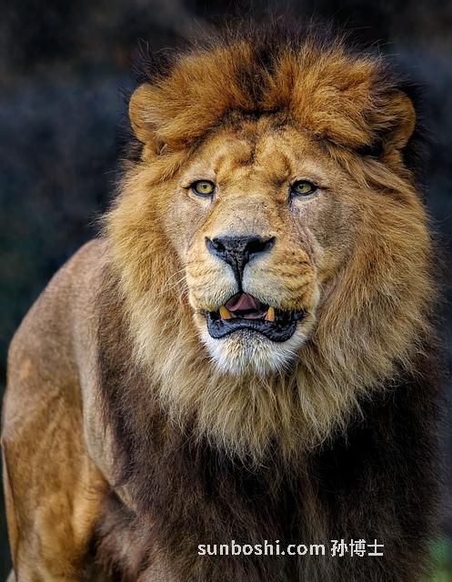 夢見牙齒里-夢見牙齒里有蟲-夢見牙齒里有蟲子