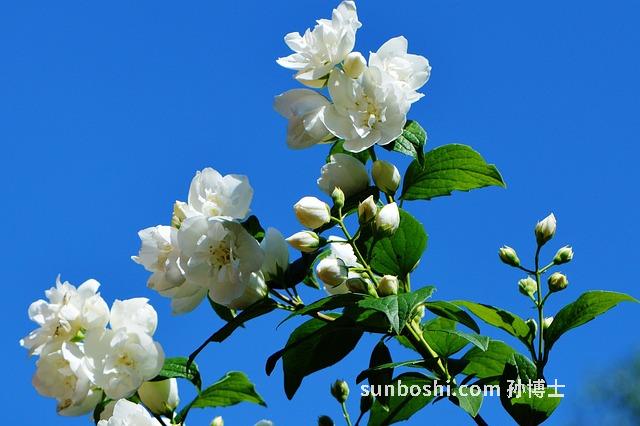 鮮茉莉茶的功效與作用減肥