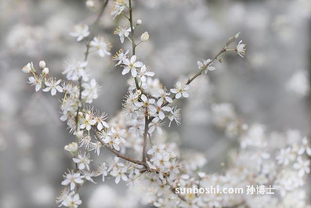 血絲李的功效與作用-進口血絲李什么功效與作用
