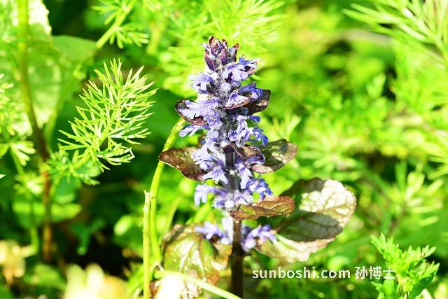 茶樹茹的功效與作用-干茶樹茹的功效與作用
