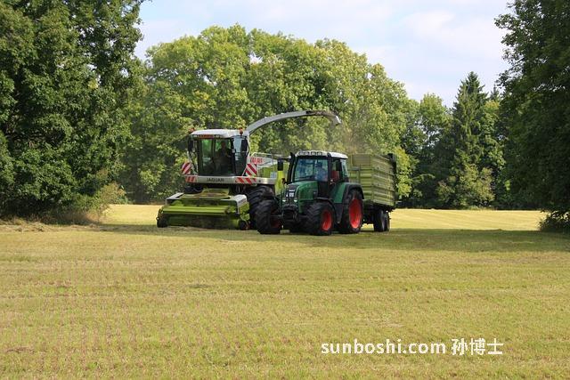 青小麥的功效與作用-青小麥子的功效與作用