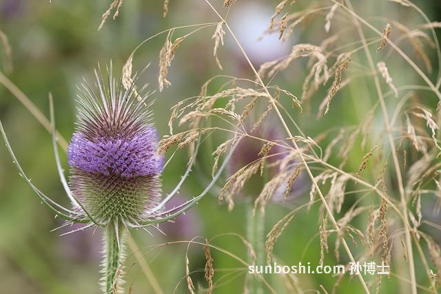 毛草花的功效與作用