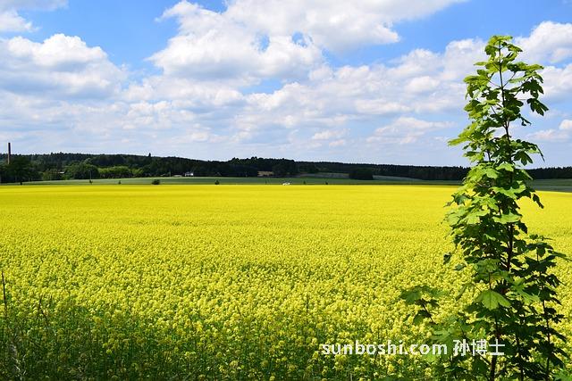 菜籽苗的功效與作用-油菜籽苗的功效與作用