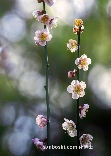 梅花灸的作用與功效