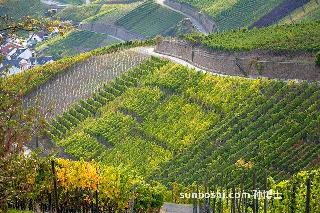 山葡萄葉功效與作用