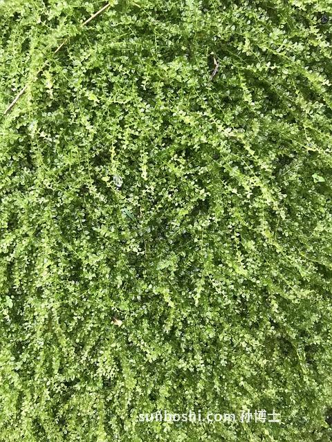 壯元寧功效與作用