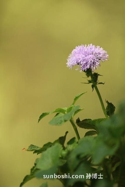 白花臭草功效與作用-白花臭草洗頭的作用與功效