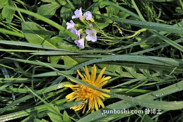 胺水的作用與功效-亞精胺水乳的作用與功效