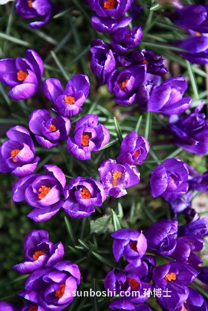 新羅明的作用與功效