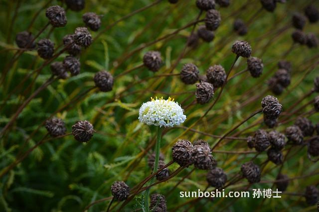 崇明金瓜的功效與作用