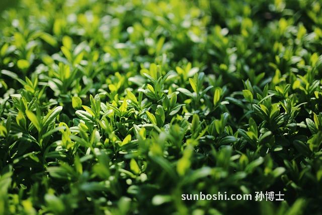 女貞顆粒的功效與作用