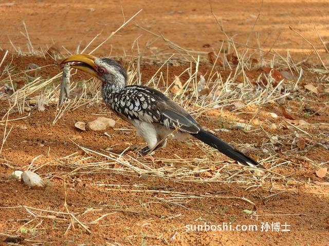 犀牛黃的功效與作用-犀牛黃丸的作用與功效