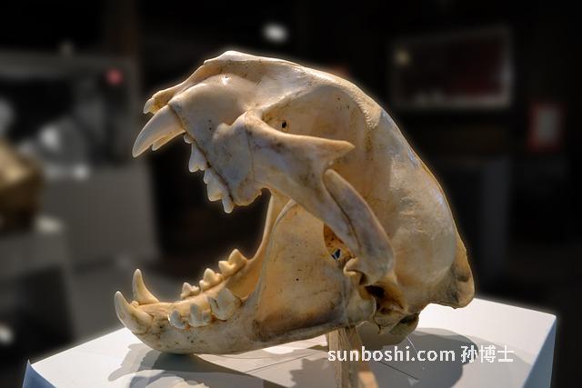 獅骨的功效與作用-非洲獅骨酒的功效與作用