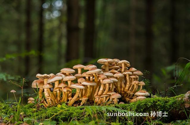 棒蘑菇的功效與作用