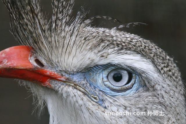鳳梨膏的功效與作用