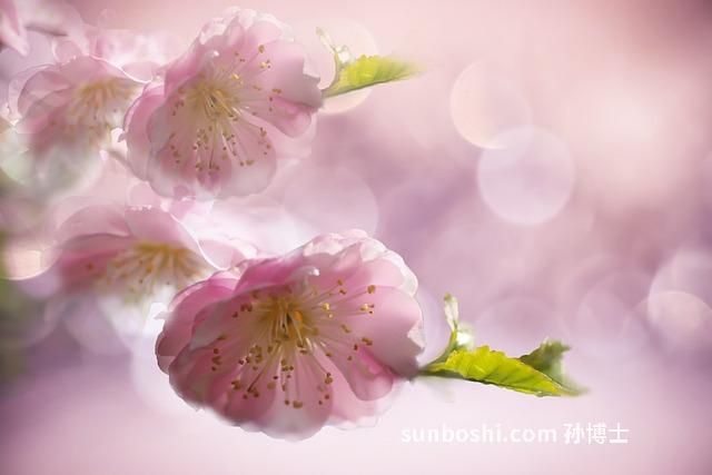 扁桃核的功效與作用