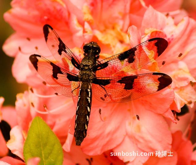 白菖蒲的功效與作用