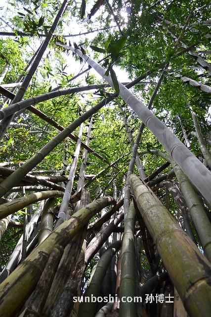 竹孫的功效與作用