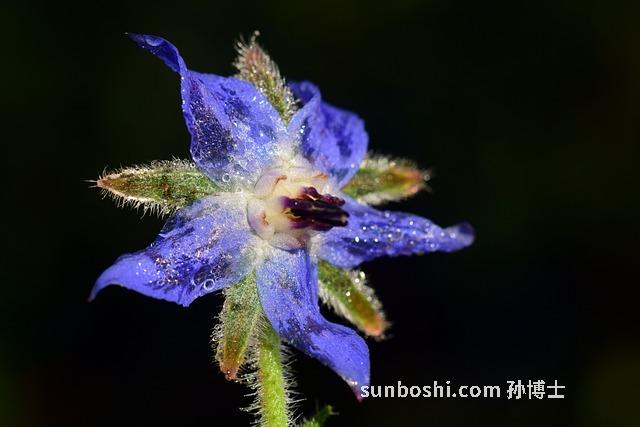 紫草水的功效與作用