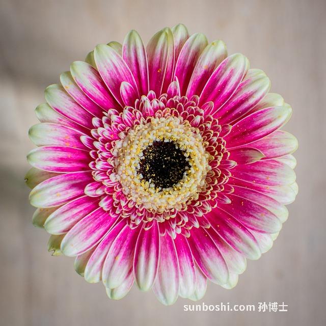 雙花片的功效與作用-復(fù)方雙花片的功效與作用-蒲公英雙花片的功效與作用