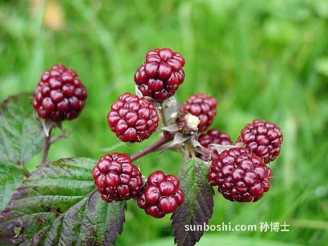 桑葚樹葉的功效與作用