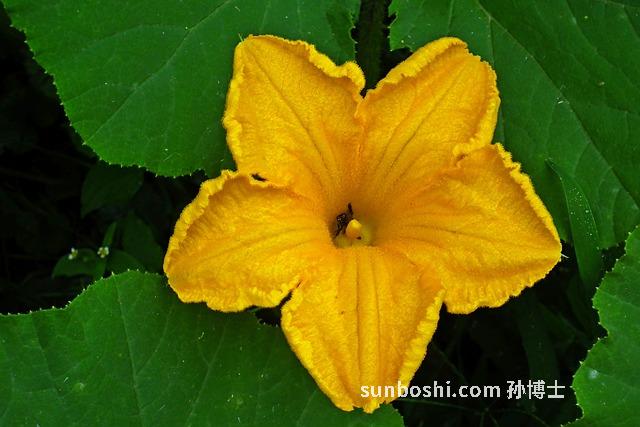 南瓜的美容作用與功效