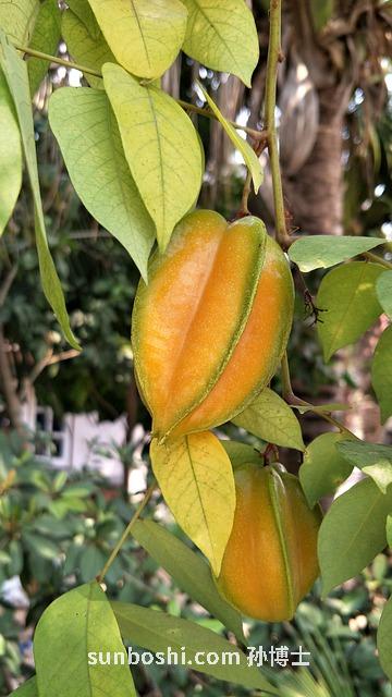 楊桃葉子的功效與作用