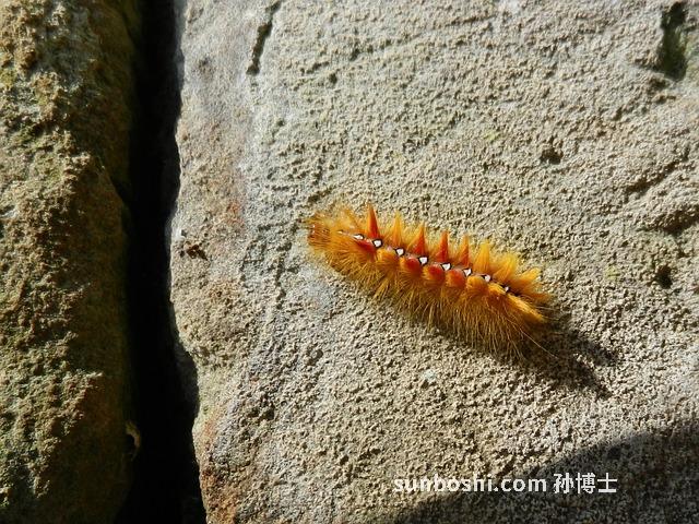 楓樹皮的功效與作用-楓樹皮泡腳的作用與功效