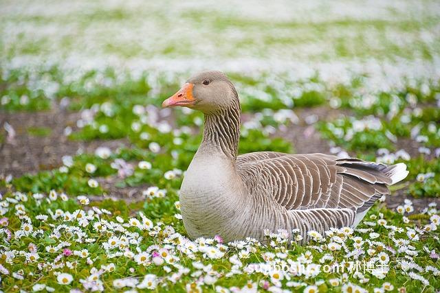 鴨腦的功效與作用-鴨腦殼的功效作用與禁忌-鴨腦花的功效與作用禁忌