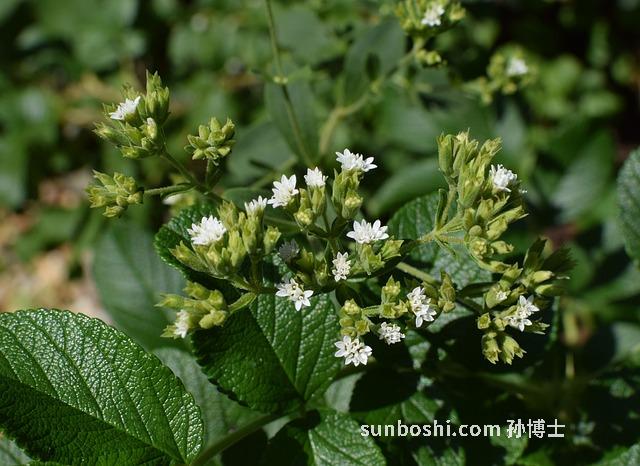 甜菊花的功效與作用-甜菊花茶的功效與作用