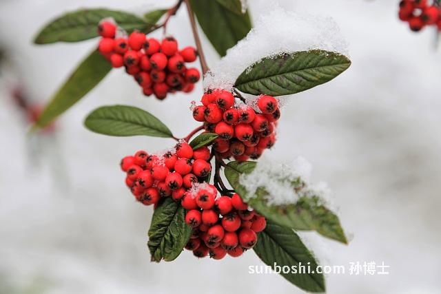 柱枝的功效與作用