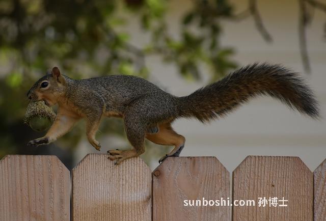 野生橡子的作用與功效