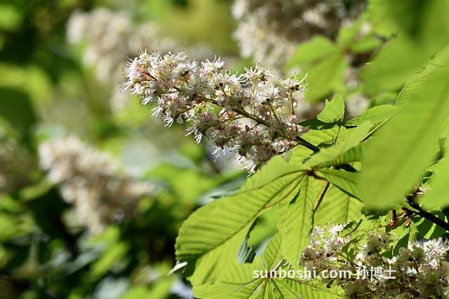 板栗花蜜的功效與作用